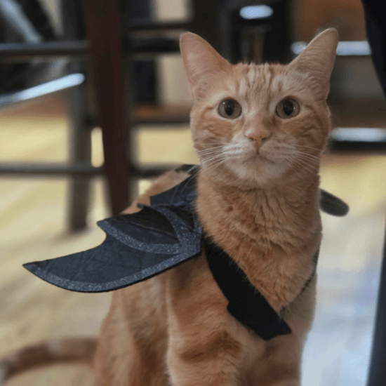 Bob, a short-haired classic tabby cat