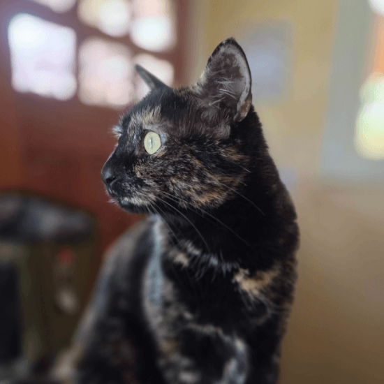 Chani, a short-haired tortoiseshell cat