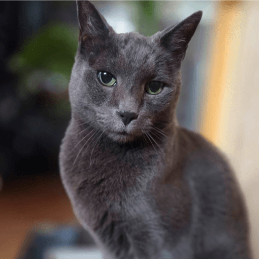 Donnie, a domestic short hair cat