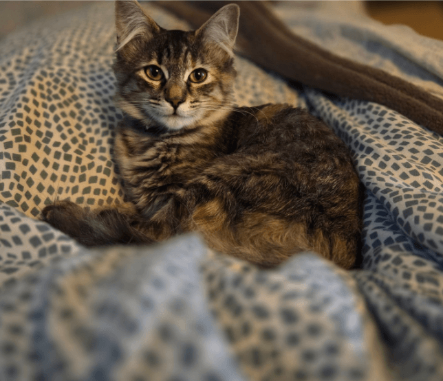 Marceline, a medium-hair torbie kitten