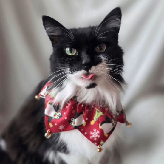 Nell, a domestic long hair cat and the senior crew member